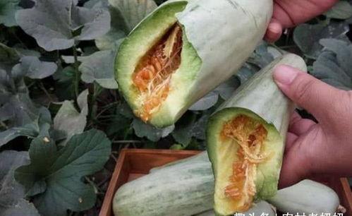 一条吃瓜视频多少钱,揭秘热门内容背后的价格之谜