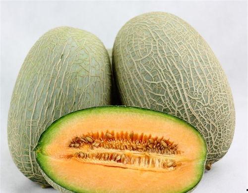 喵喵吃哈密瓜视频大全,萌宠美食视频大盘点