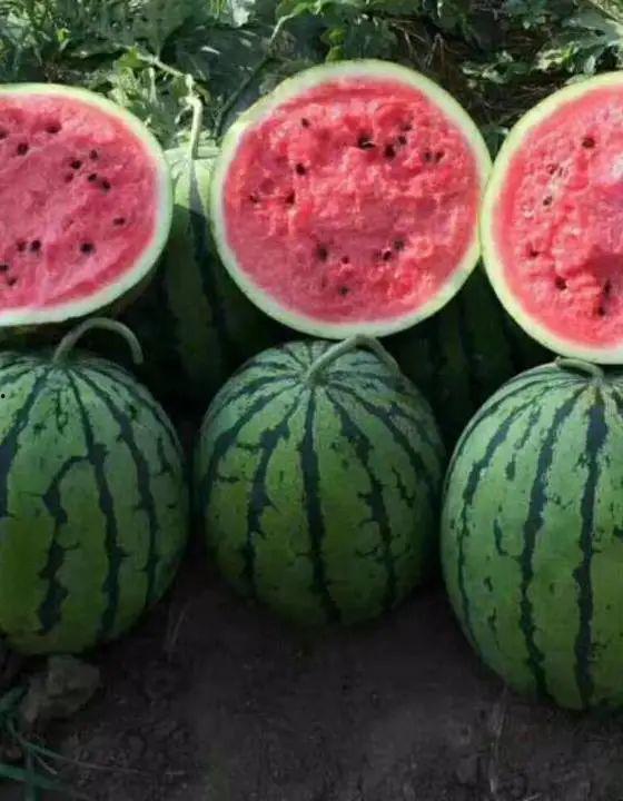 新乐市吃瓜事件真相视频,揭秘真相背后的惊人内幕