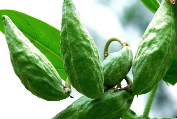 牛吃瓜视频,趣味横生的田园生活瞬间