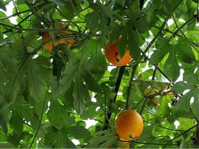 吊瓜能做吃的吗视频,从吊瓜到餐桌的华丽转身