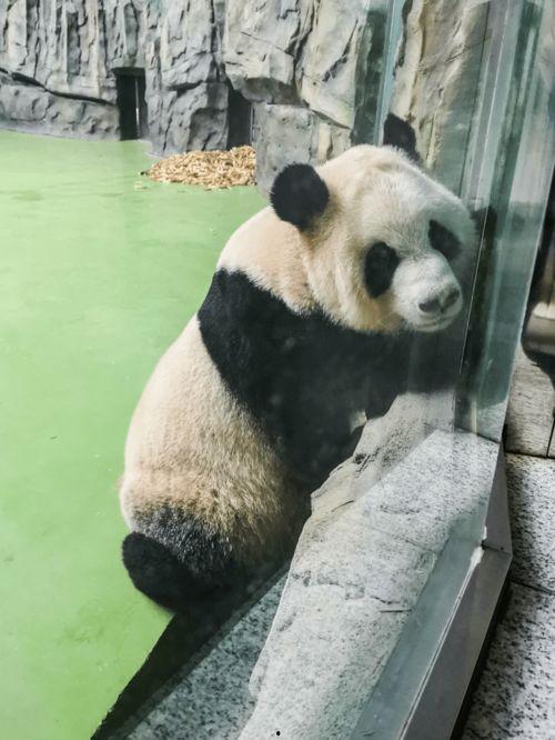 搞笑吃瓜熊猫人视频大全,笑料横生！熊猫吃瓜达人搞笑视频大盘点