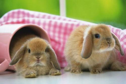 兔子可以吃秋瓜吗视频,揭秘兔子秋季饮食之谜