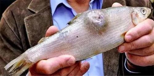 吃大喜瓜可以养鱼吗视频,视频揭秘神奇效果