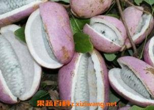 小云吃八月瓜视频,一场味蕾与自然的邂逅