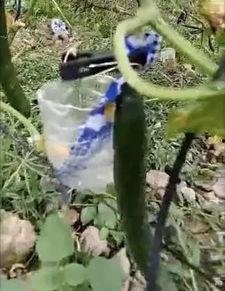 伊犁吃瓜事件真相视频,真相视频曝光背后的真相