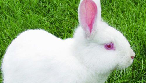 兔子在家吃瓜视频