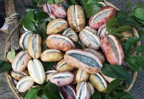 东北吃八月瓜视频大全集