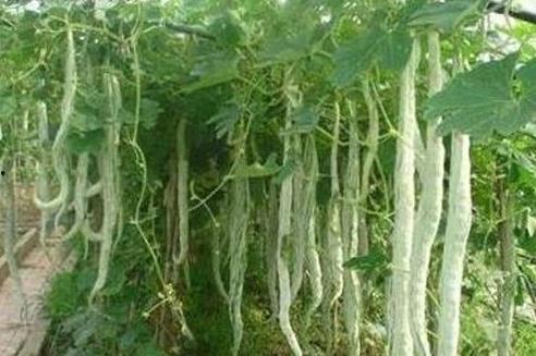 蛇瓜可以边砍边吃吗视频,美味与趣味并存的新体验