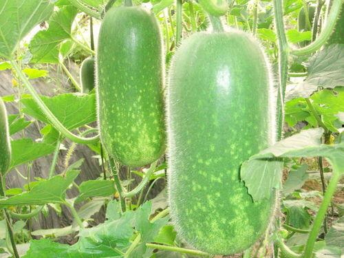 小河庄吃瓜视频大全,揭秘乡村生活趣味瞬间