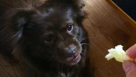 狗子与我早期视频吃瓜,那些年我们一起“瓜”过的时光