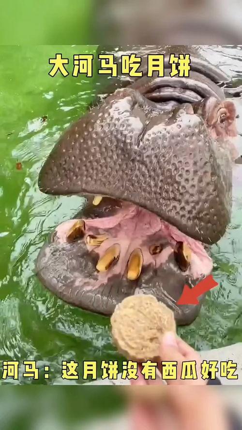 河马吃哈密瓜搞笑视频,笑料横生萌态十足