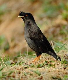 吃瓜少女八哥视频大全在线观看,吃瓜少女八哥视频大全，笑料百出，欢乐无限