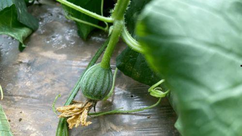 小时候吃红瓜视频大全