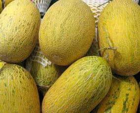 泰迪吃哈密瓜视频