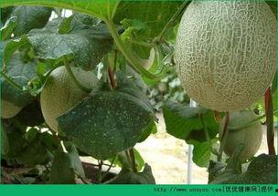 牧民吃哈密瓜视频在线观看,新疆美味瓜果的田园风情