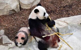 大熊猫圆梦吃瓜视频在线观看,一场别开生面的吃瓜盛宴