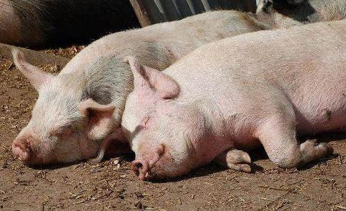 猪吃瓜有营养吗视频教程,视频教程带你了解猪的饮食与健康