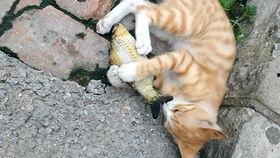 吊瓜猫能吃吗怎么吃的视频,视频揭秘烹饪技巧与美味享受