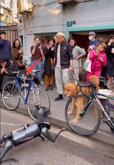 吃瓜大战狗狗视频,一场爆笑宠物对决