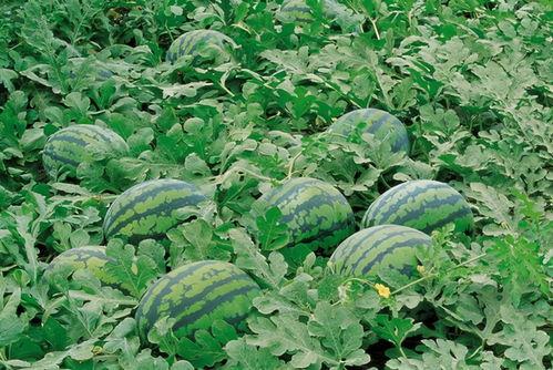 湖北襄阳农村吃瓜视频,瓜香四溢，欢乐满园