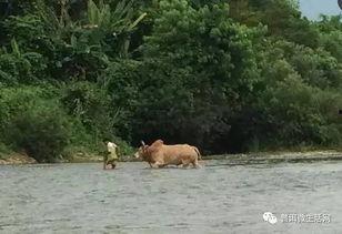 普洱人吃瓜视频,一场吃瓜盛宴的视觉盛宴