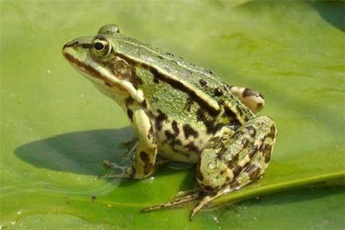 俩人打架蛙蛙吃瓜视频大全,俩人打架现场，蛙蛙吃瓜视频大全盘点