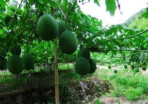 吊瓜怎么吃的啊视频,视频教你轻松上手