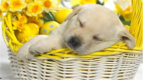 酥瓜小狗可以吃吗视频