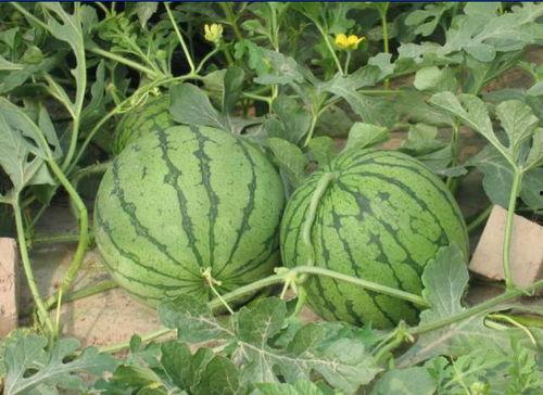 四川乐山吃瓜事件视频,一场网络热议的街头冲突揭秘