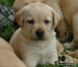 四川吃瓜拉布拉多事件视频,一场宠物与人类的温情碰撞