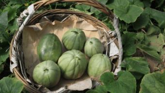 阿婆瓜怎么吃才好吃视频