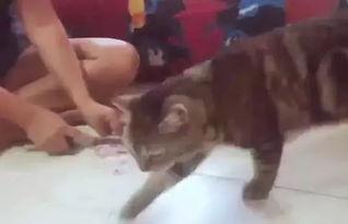 好奇害死猫吃无骨鸡瓜视频,意外发现美味新天地