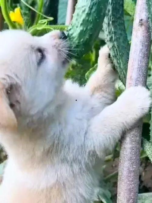 狗吃瓜搞笑视频