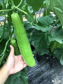 一个简单的吃瓜群众视频