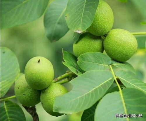 甘肃农民吃蜜瓜视频大全,尽在甘肃蜜瓜盛宴