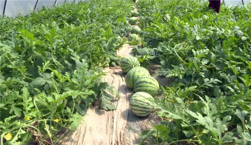 曹县吃瓜视频最新进展,揭秘事件背后真相与后续发展