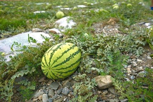 河边野瓜可以吃吗视频,河边野瓜安全食用指南