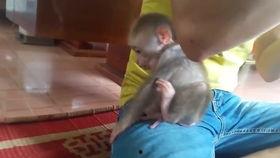 猴子吃瓜搞笑视频,欢乐无限，搞笑视频来袭！