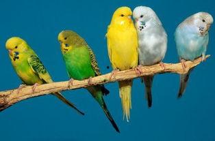 鹦鹉吃瓜会吃死吗视频讲解,鹦鹉吃瓜致命真相揭秘