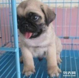 巴哥可以吃蜜瓜吗视频讲解